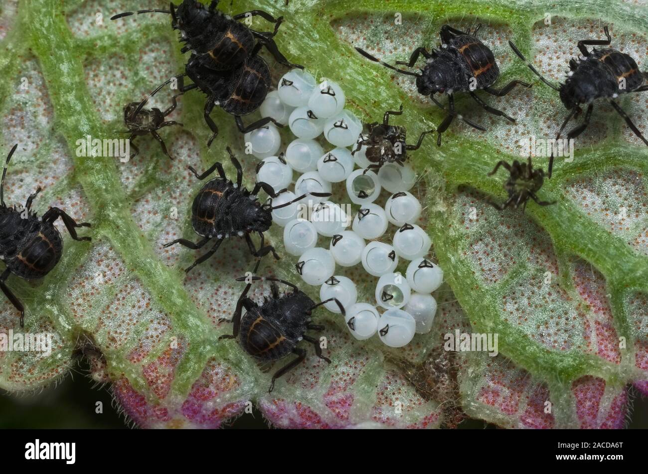 Alcune uova e piccoli insetti del Brown marmorated stink bug (Halyomorpha halys) th sul lato inferiore di una foglia verde Foto Stock