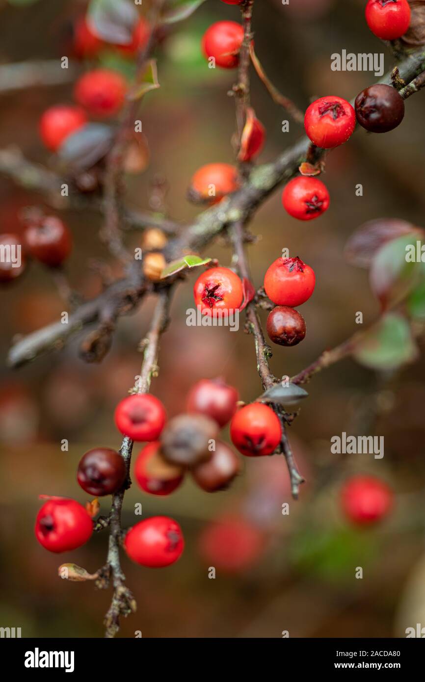 Inverno bacche di cotoneaster Foto Stock