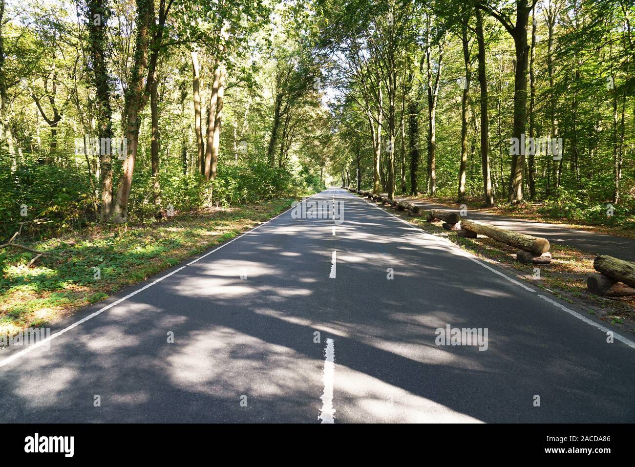 Vuoto a due corsie stradali del paese attraverso la foresta - bosco sfondo di viaggio con spazio di copia Foto Stock