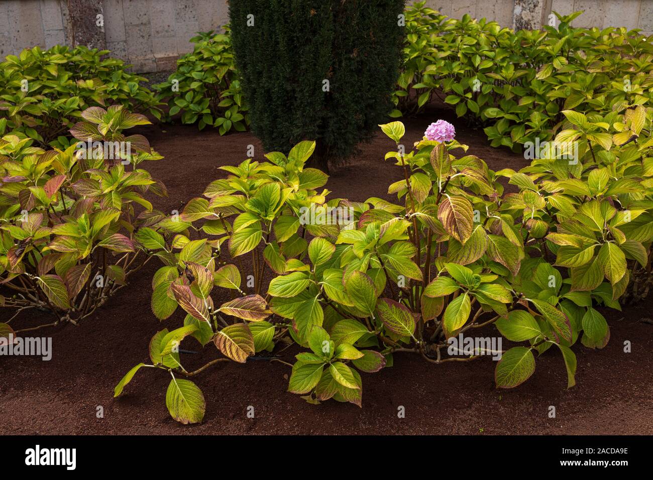Ortensie in rosso terreno sabbioso nel cortile del convento Santo Domingo in San Cristóbal de La Laguna, Tenerife, Isole Canarie, Spagna Foto Stock