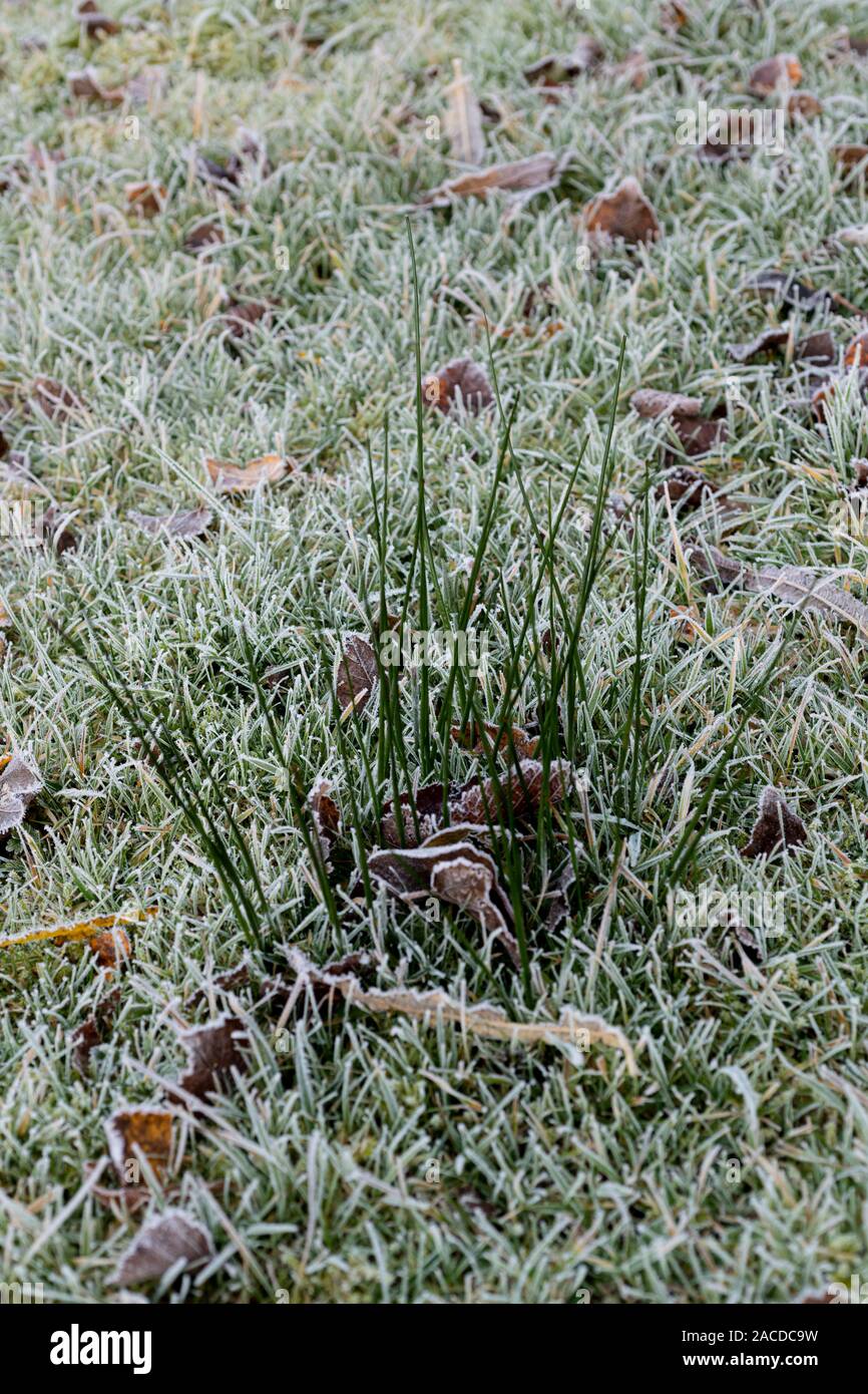 Coperto di brina erba in un giardino bagnato. Foto Stock