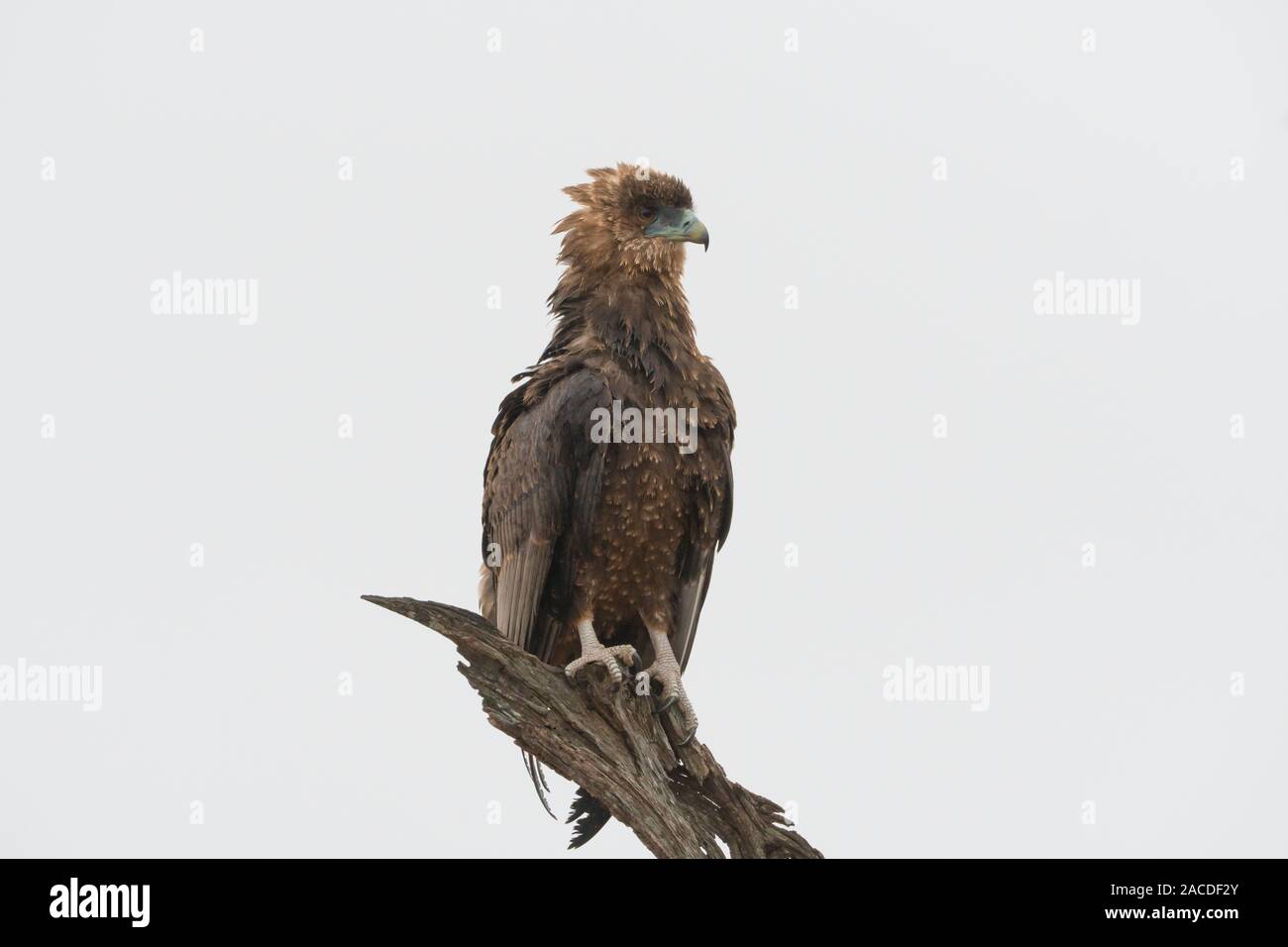 Immaturo Bateleur eagle (Terathopius ecaudatus) appollaiato su un albero morto nel parco nazionale di Kruger, Sud Africa molto attento e alert Foto Stock