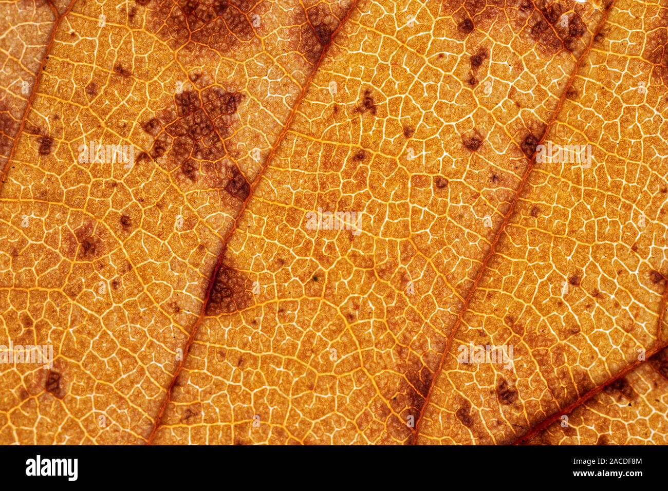 Foglie di autunno di colore arancio con macchie marroni Foto Stock