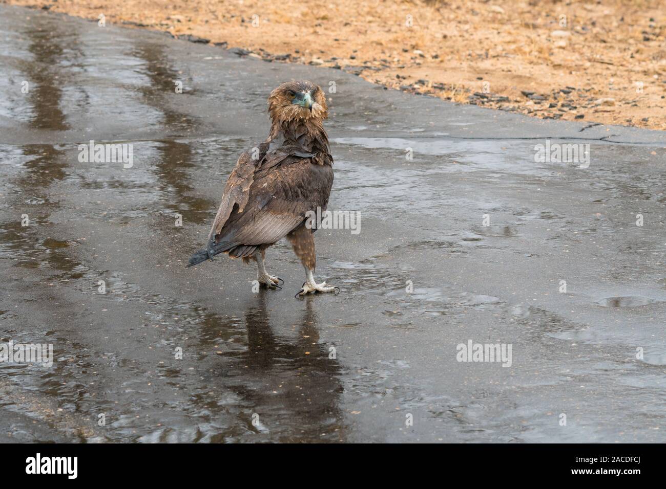 Immaturo Bateleur eagle (Terathopius ecaudatus) in piedi sotto la pioggia su una strada bagnata nel parco nazionale di Kruger, Sud Africa guardando intorno e alert Foto Stock