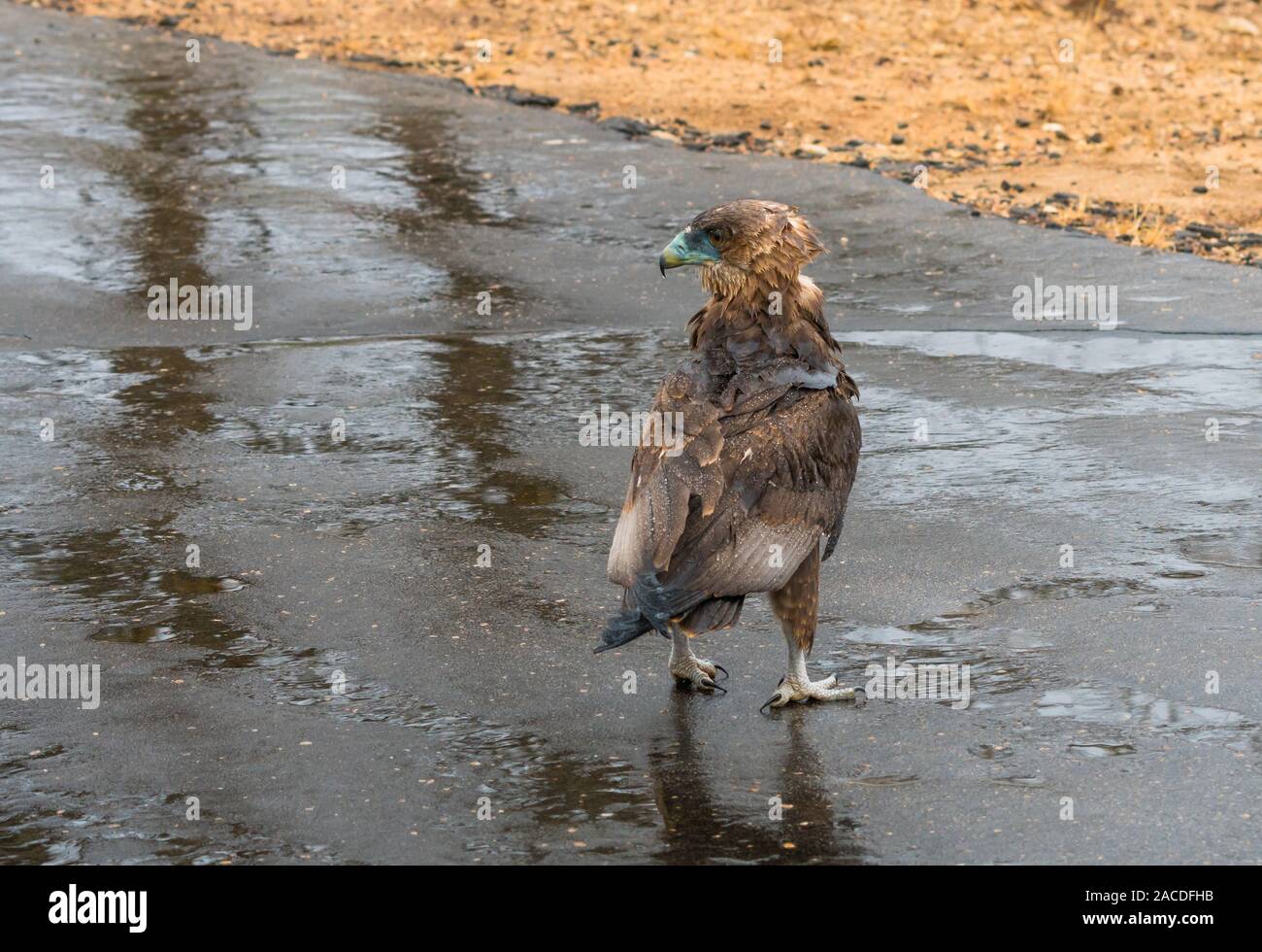 Immaturo Bateleur eagle (Terathopius ecaudatus) sotto la pioggia su una strada bagnata nel parco nazionale di Kruger, Sud Africa Foto Stock