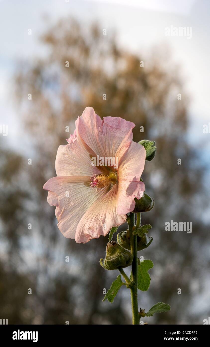 Luce colorata di rosa fiori di un alcea rosea, hollyhock nel retro di un sfocata betulla Foto Stock