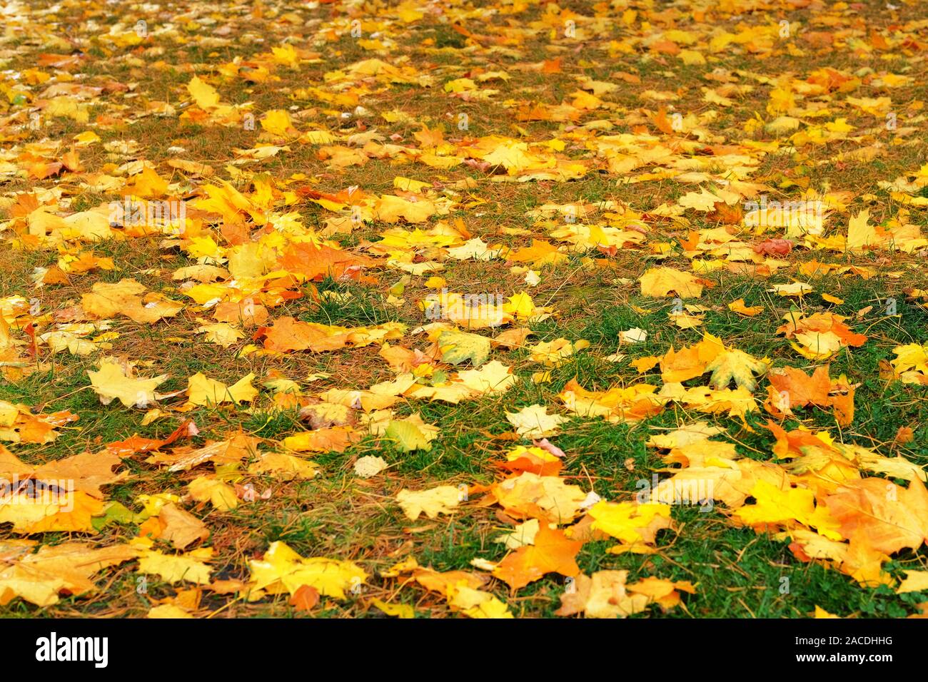 Foglie di autunno in erba verde. Parcheggiare in città. Maple, giallo fogliame. La luce del sole. Foto Stock