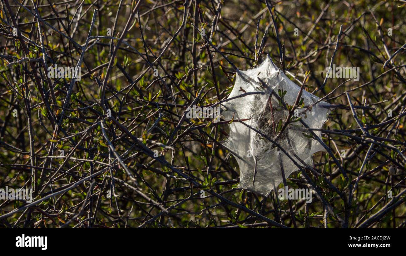 Spider Web a maglia stretta Foto Stock