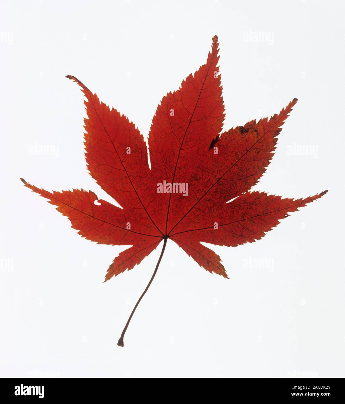 Foglia di acero in autunno. Le foglie di acero (Acer sp.) Girare rosso in  autunno. Questa foglia è da un albero di acero in Giappone Foto stock -  Alamy