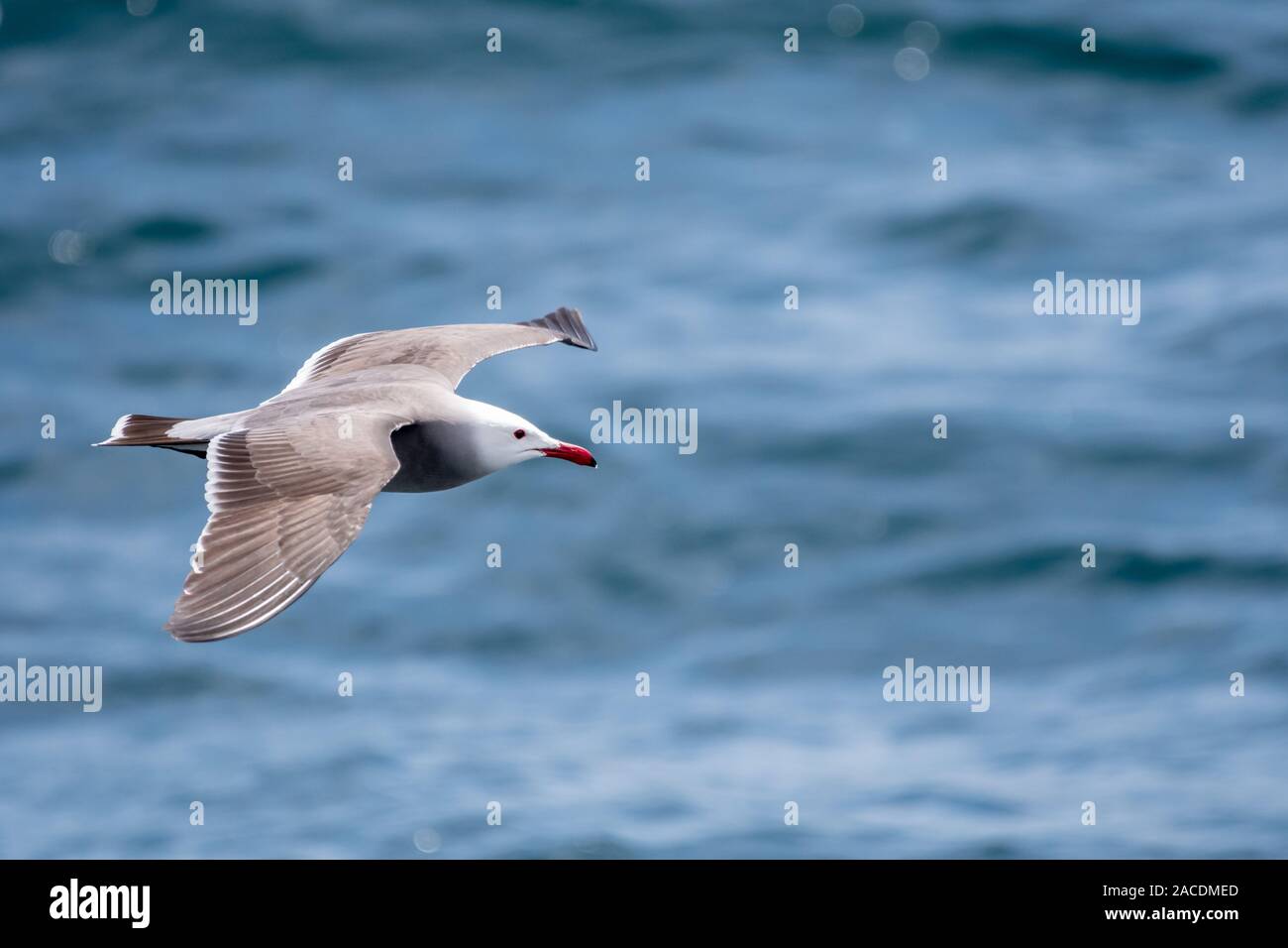 Heermann il gabbiano (Larus heermanni) in volo sopra l'oceano in Baja California, Messico. Foto Stock