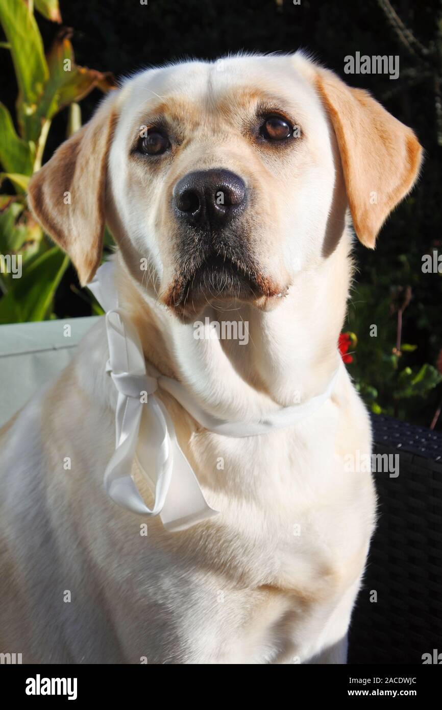 Giallo labrador retriever indossando un bianco seta bow guardando la fotocamera - Giovanni Gollop Foto Stock