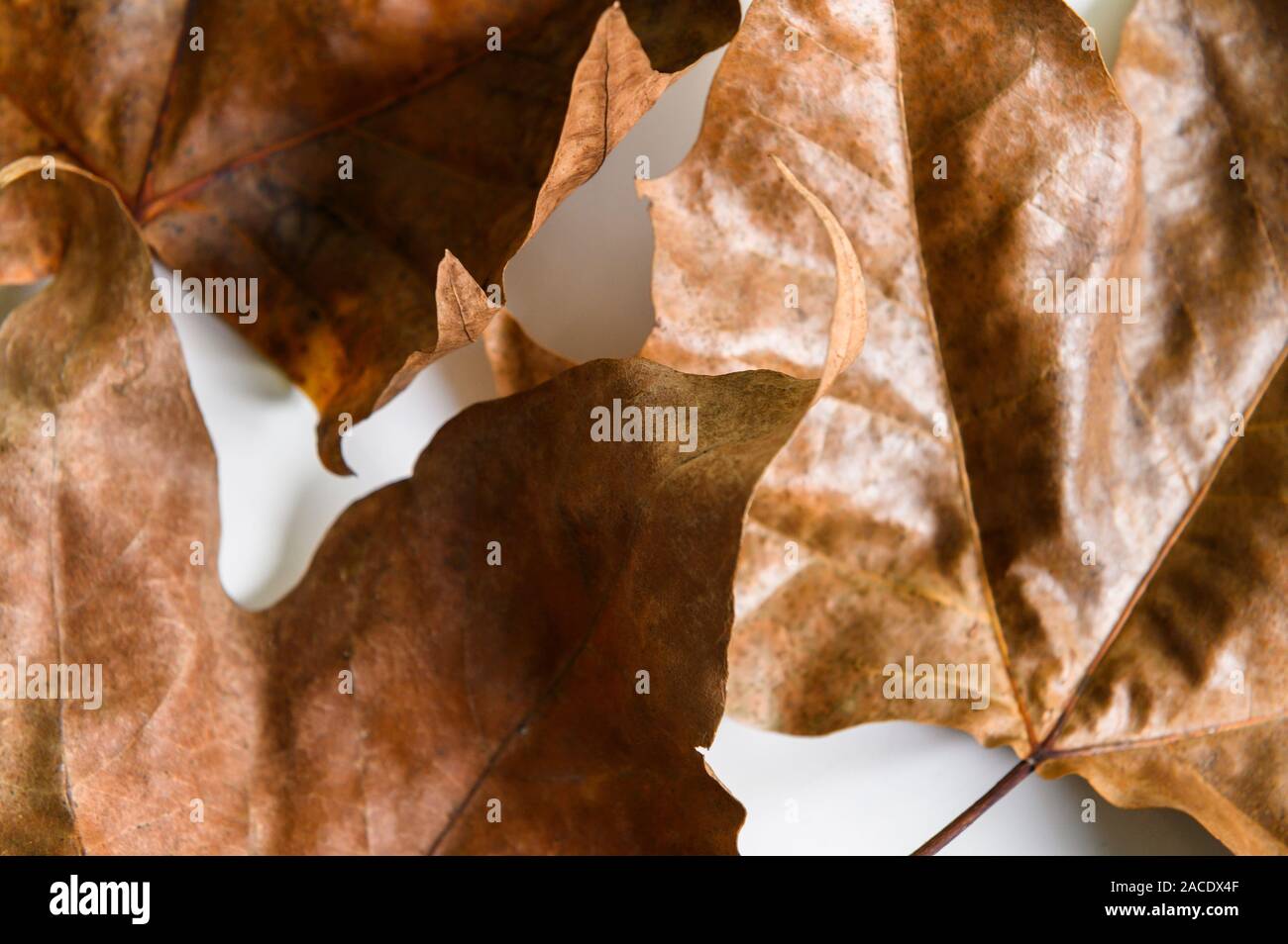 Primo piano di foglie di autunno Foto Stock