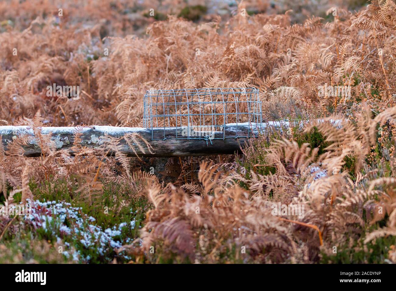 Rampa in disuso/ponte sulla trappola di gallo cedrone scozzese brughiera Foto Stock
