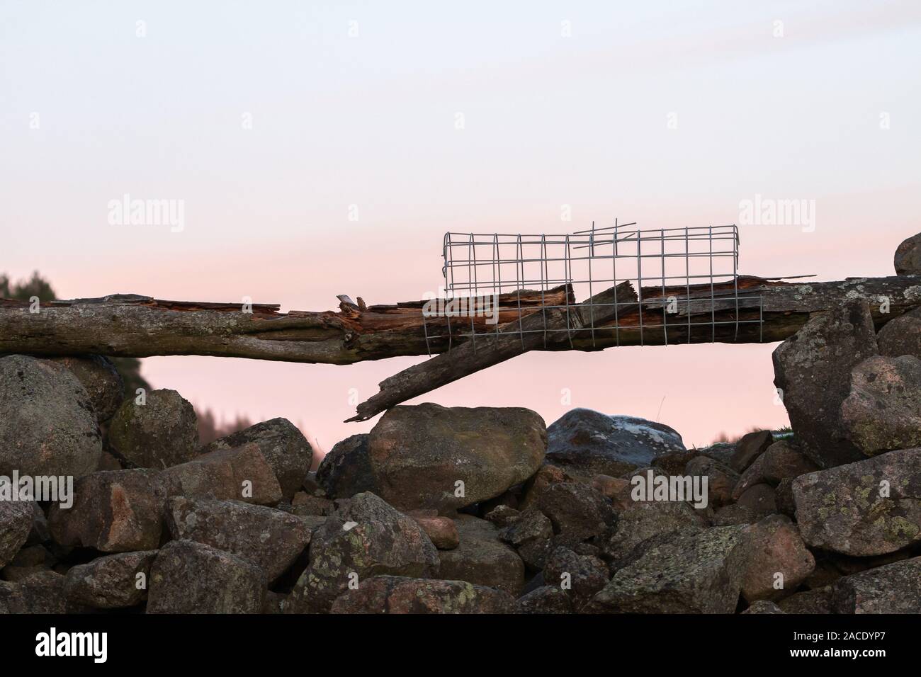 Danneggiato rampa in disuso/ponte sulla trappola di gallo cedrone scozzese brughiera. Foto Stock