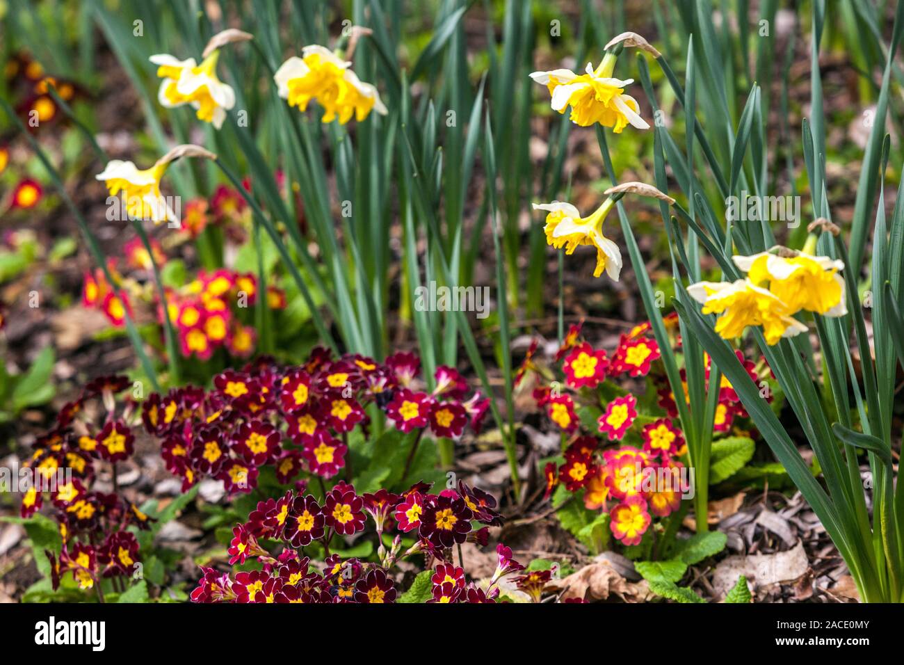 Giallo bianco Daffodils fiori primrosi in prato giardino primavera su Domenica presto Foto Stock