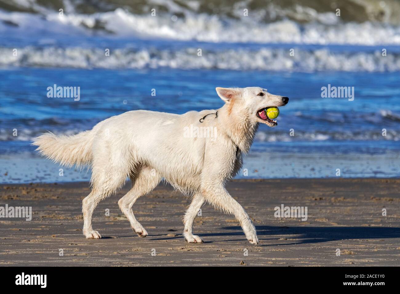 Unleashed Berger Blanc Suisse / Pastore Svizzero bianco, bianco forma di pastore tedesco cane che corre con la palla da tennis in bocca sulla spiaggia Foto Stock