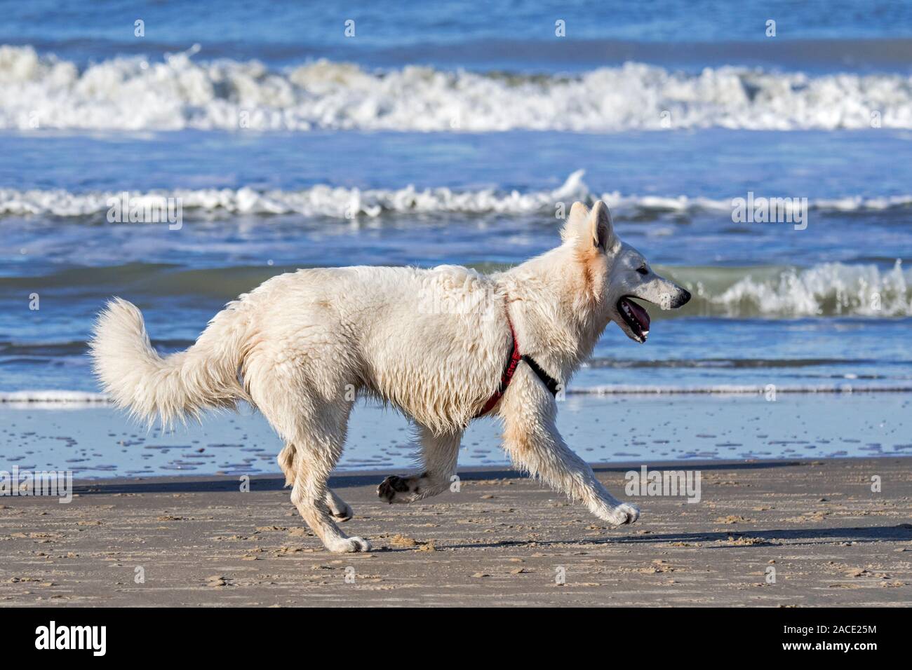 Unleashed Berger Blanc Suisse / Pastore Svizzero bianco, bianco forma di pastore tedesco cane che corre sulla spiaggia Foto Stock
