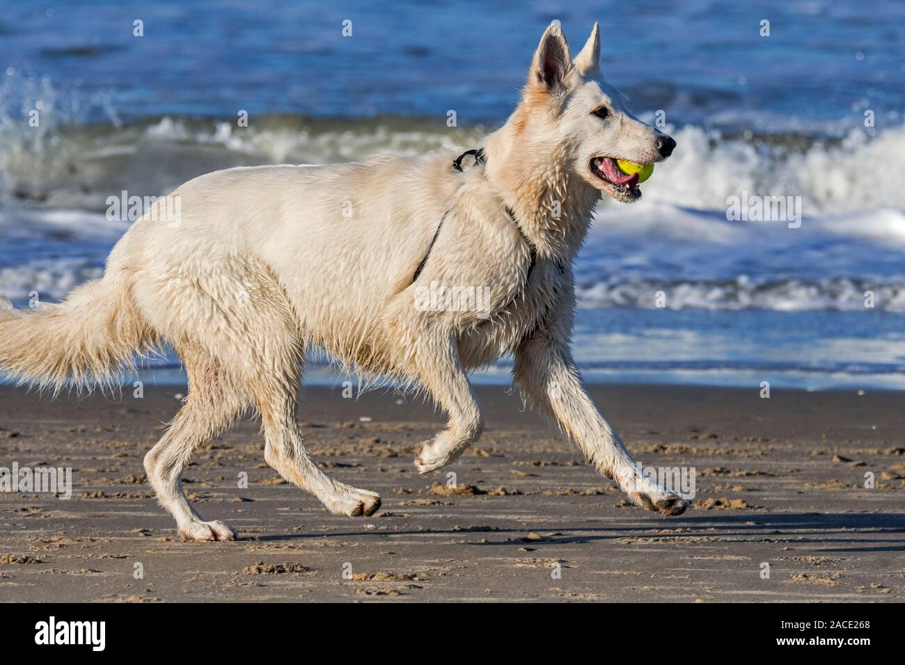 Unleashed Berger Blanc Suisse / Pastore Svizzero bianco, bianco forma di pastore tedesco cane che corre con la palla da tennis in bocca sulla spiaggia Foto Stock