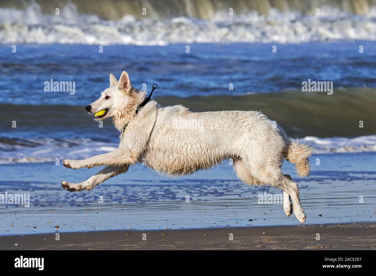 Unleashed Berger Blanc Suisse / Pastore Svizzero bianco, bianco forma di pastore tedesco cane che corre con la palla da tennis in bocca sulla spiaggia Foto Stock