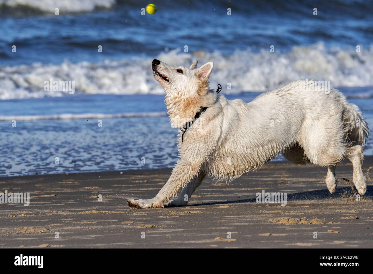 Unleashed Berger Blanc Suisse / Pastore Svizzero bianco, bianco forma di pastore tedesco cane giocando fetch con palla da tennis sulla spiaggia Foto Stock
