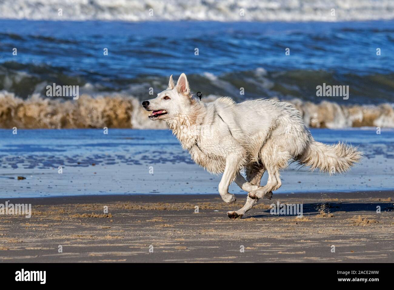 Unleashed Berger Blanc Suisse / Pastore Svizzero bianco, bianco forma di pastore tedesco cane che corre sulla spiaggia Foto Stock