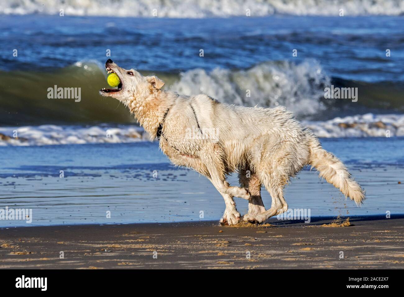 Unleashed Berger Blanc Suisse / Pastore Svizzero bianco, bianco forma di pastore tedesco cane giocando fetch con palla da tennis sulla spiaggia Foto Stock