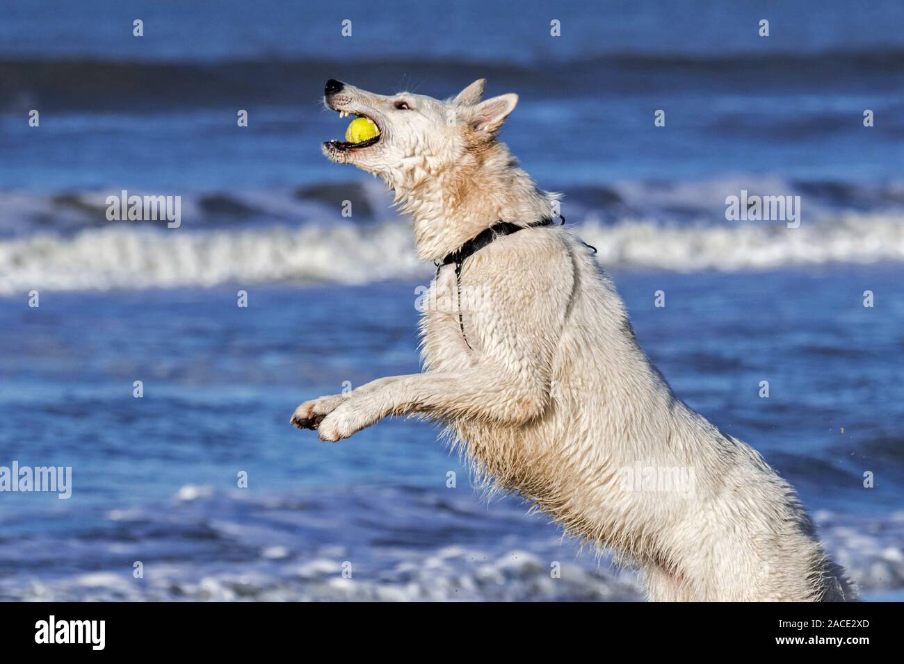 Unleashed Berger Blanc Suisse / Pastore Svizzero bianco, bianco forma di pastore tedesco cane giocando fetch con palla da tennis sulla spiaggia Foto Stock