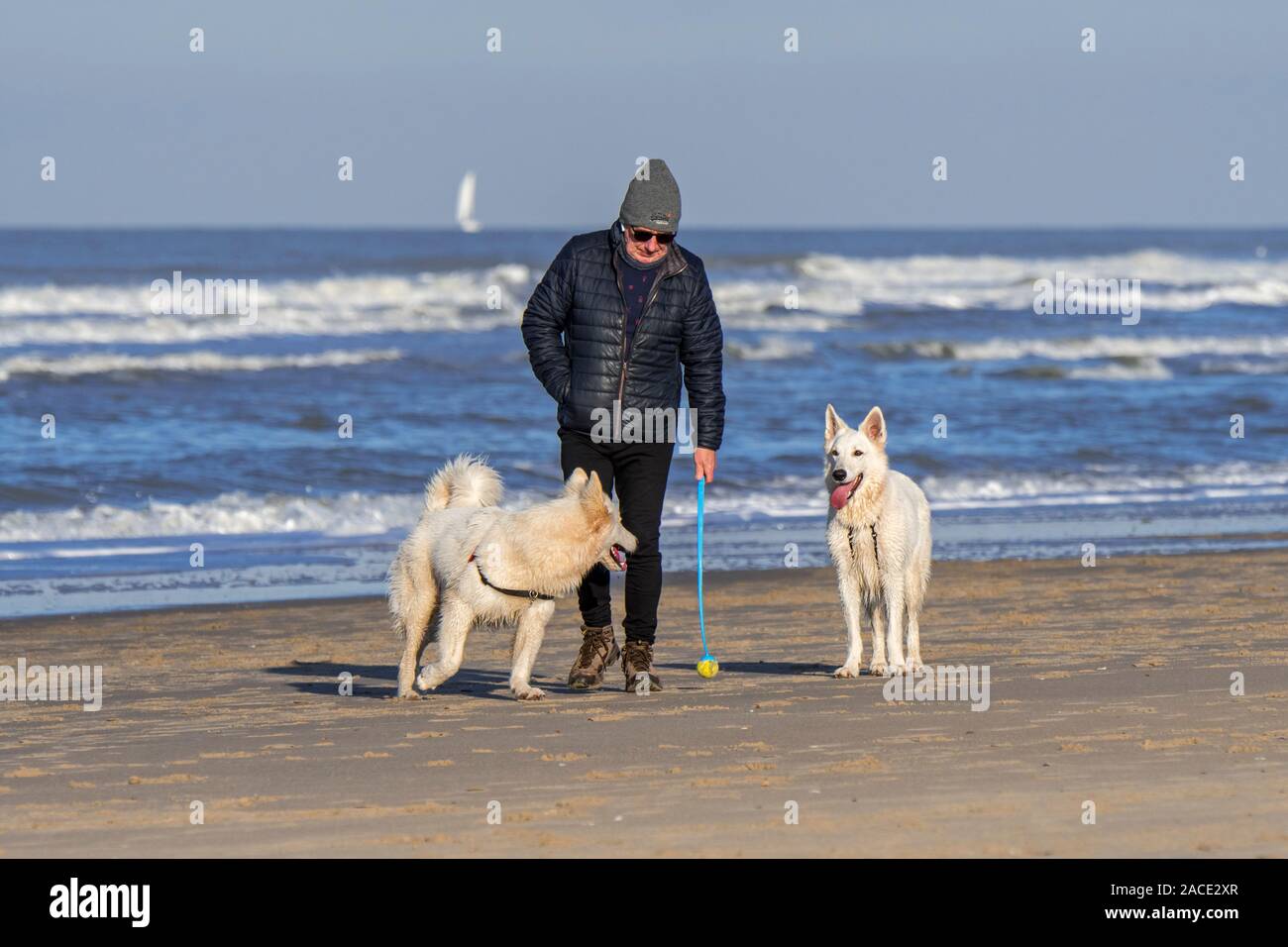 Proprietario del cane con palla da tennis launcher fetch giocando sulla spiaggia di sabbia con due scatenato Berger Blanc Suisse cani / bianco Svizzero di pastori Foto Stock