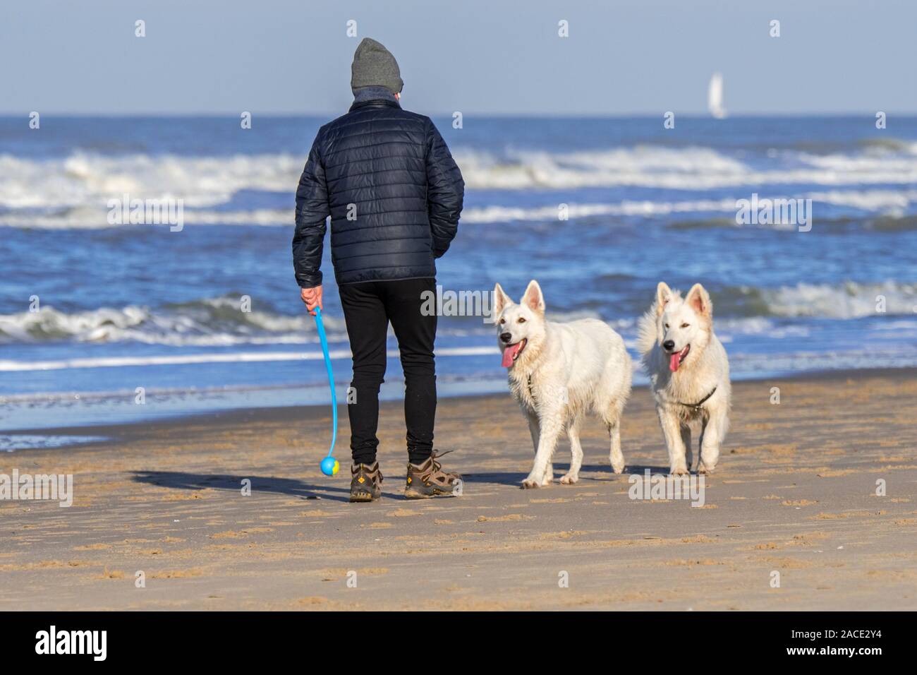 Proprietario del cane con palla da tennis launcher fetch giocando sulla spiaggia di sabbia con due scatenato Berger Blanc Suisse cani / bianco Svizzero di pastori Foto Stock