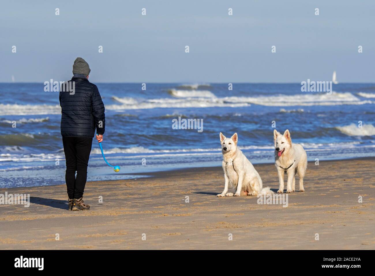 Proprietario del cane con palla da tennis launcher fetch giocando sulla spiaggia con due scatenato Berger Blanc Suisse cani / bianco Svizzero di pastori Foto Stock