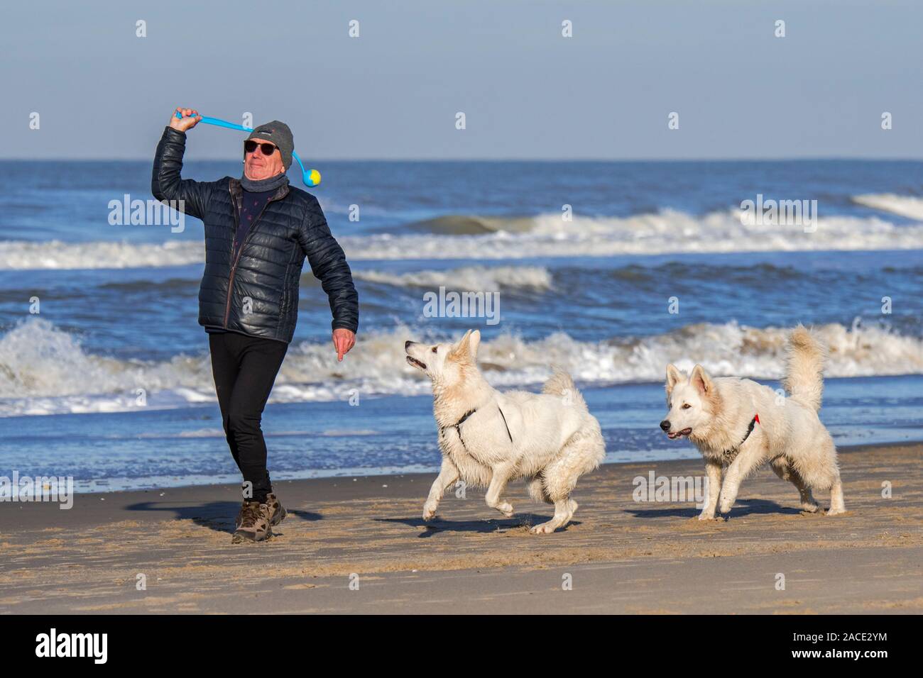 Proprietario del cane con palla da tennis launcher fetch giocando sulla spiaggia di sabbia con due scatenato Berger Blanc Suisse cani / bianco Svizzero di pastori Foto Stock