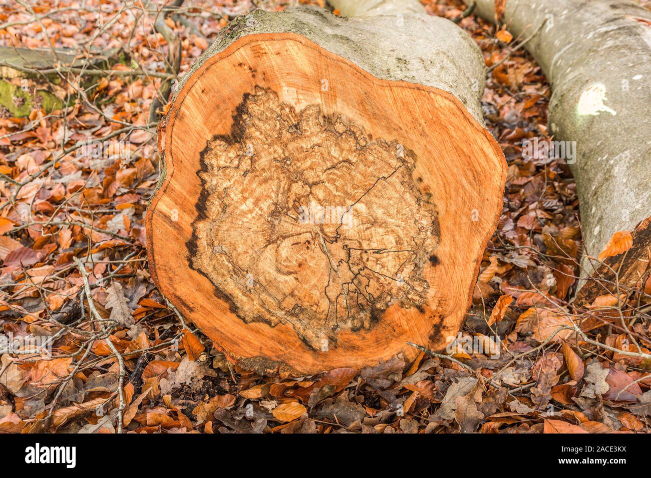 Sezione di tronco di faggio con spalting causata da un fungo come viola fungo, Chondrostereum purpureum, e viene utilizzato per fare in modo che per quelle non portanti Foto Stock
