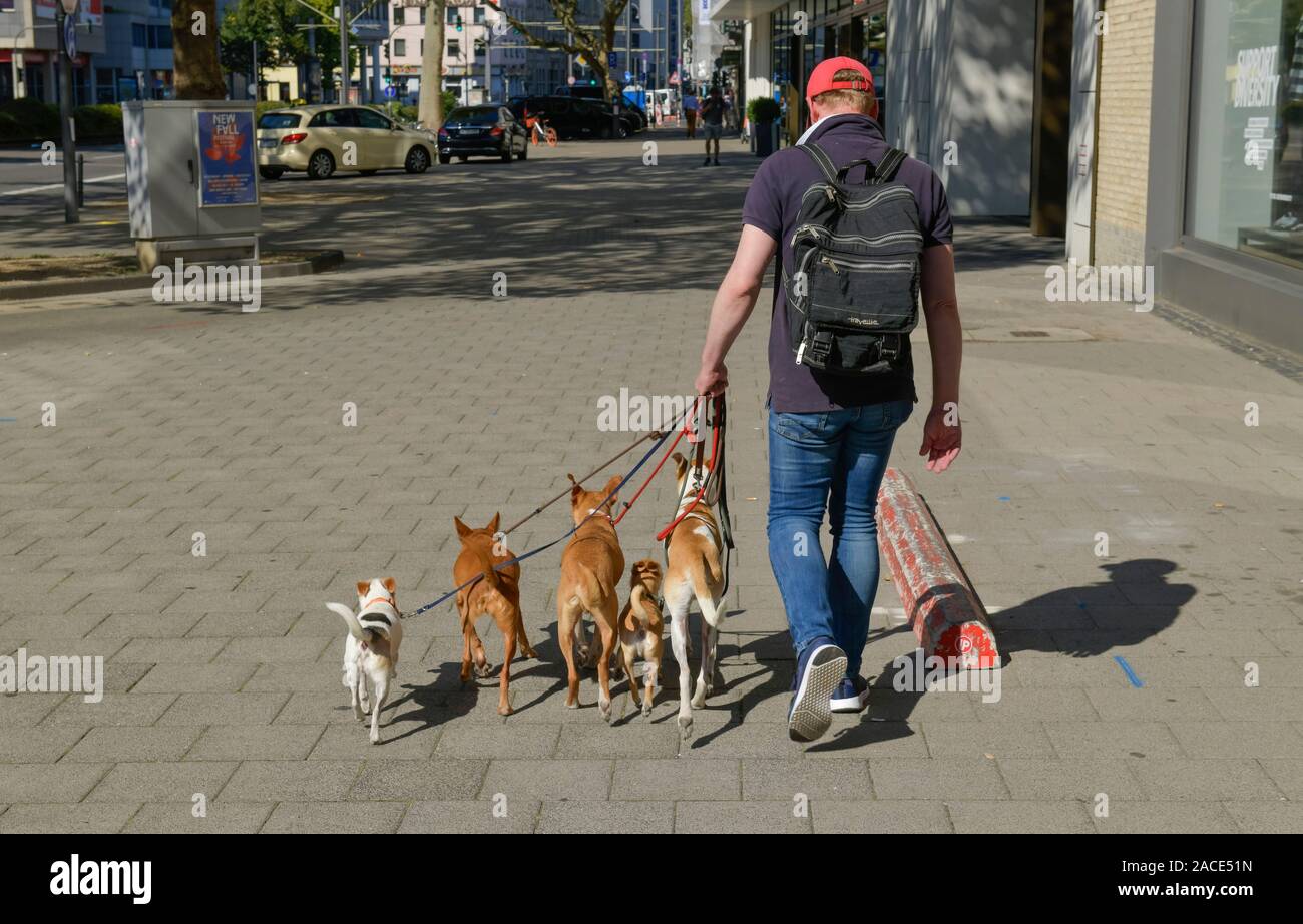 Gassi gehen mit Hunden, Köln, Nordrhein-Westfalen, Deutschland - nessun modello di rilascio Foto Stock