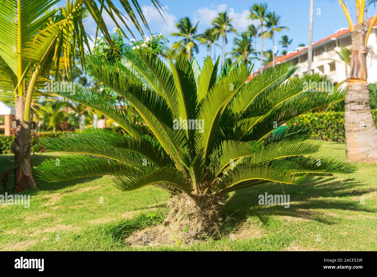 Il sago Palm Tree in Punta Cana Repubblica Dominicana. Foto Stock