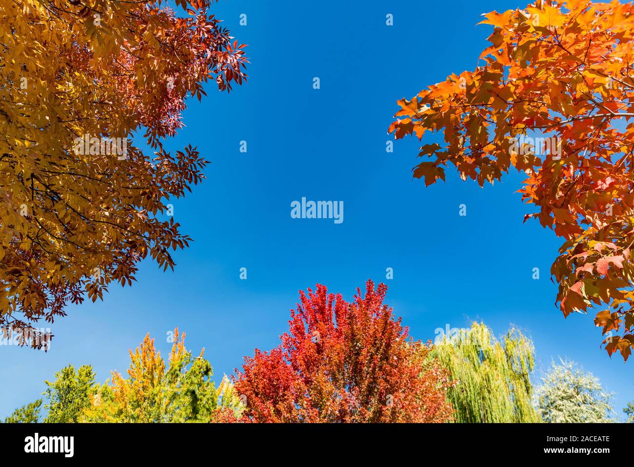Alberi d'autunno contro il cielo limpido Foto Stock