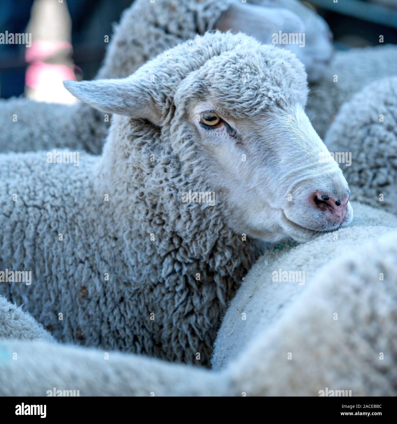 Pecore nella Sun Valley, Idaho, USA Foto Stock