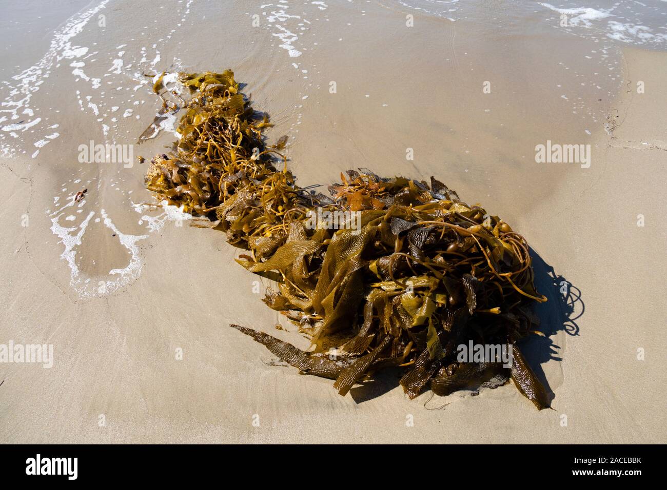 Alga Kelp lavato fino sulla spiaggia di Santa Monica, Los Angeles, California, Stati Uniti d'America Foto Stock