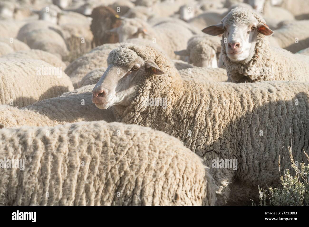 Gregge di pecore Foto Stock
