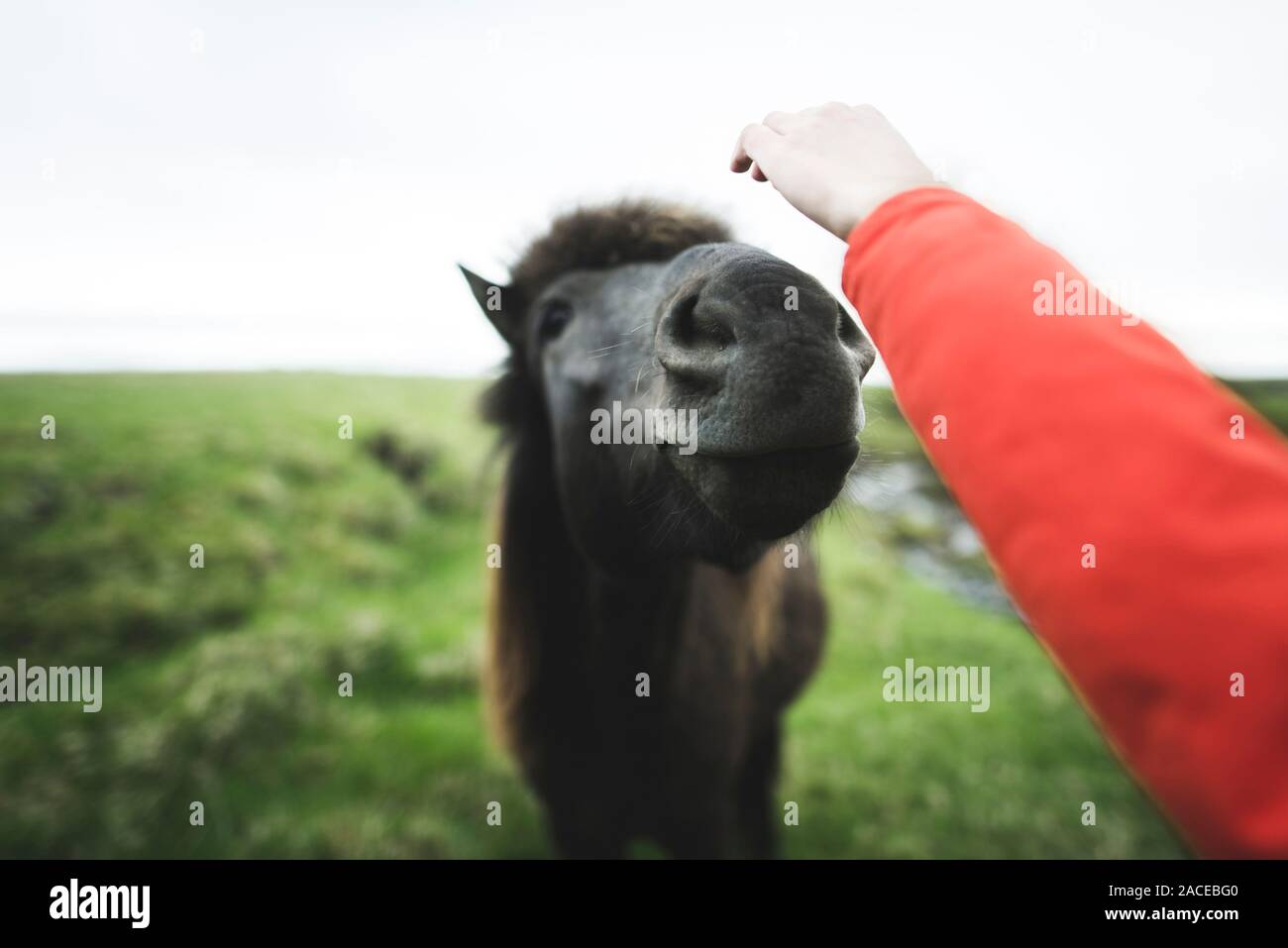 Uomo che accarezzano il cavallo islandese in campo in Islanda Foto Stock