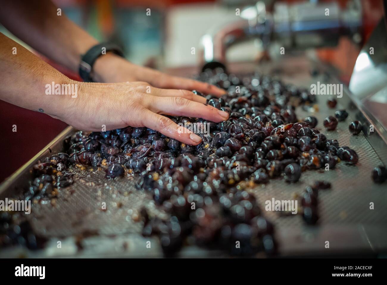 Valle di Montalcino, Siena, diraspatura che consiste nella separazione delle bacche dallo stelo del vigneto di lusso e la coltivazione di vino grap Foto Stock