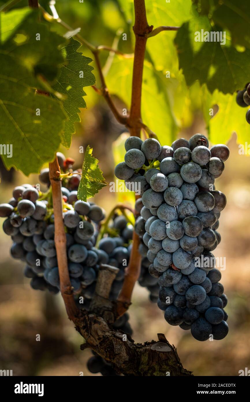 Valle di Montalcino, Siena, Vigna di lusso e la coltivazione di uve da vino, la lavorazione e la cura nella terra del rosso e del bianco vini Toscani come il Brunello Foto Stock