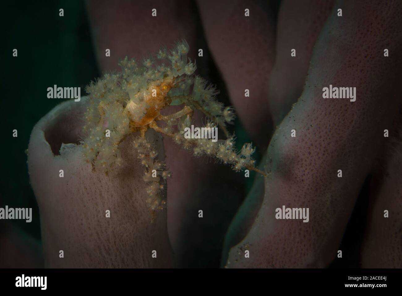 Spinosa grancevola (Achaeus spinosus). Subacqueo fotografia macro da Lembeh strait, Indonesia Foto Stock