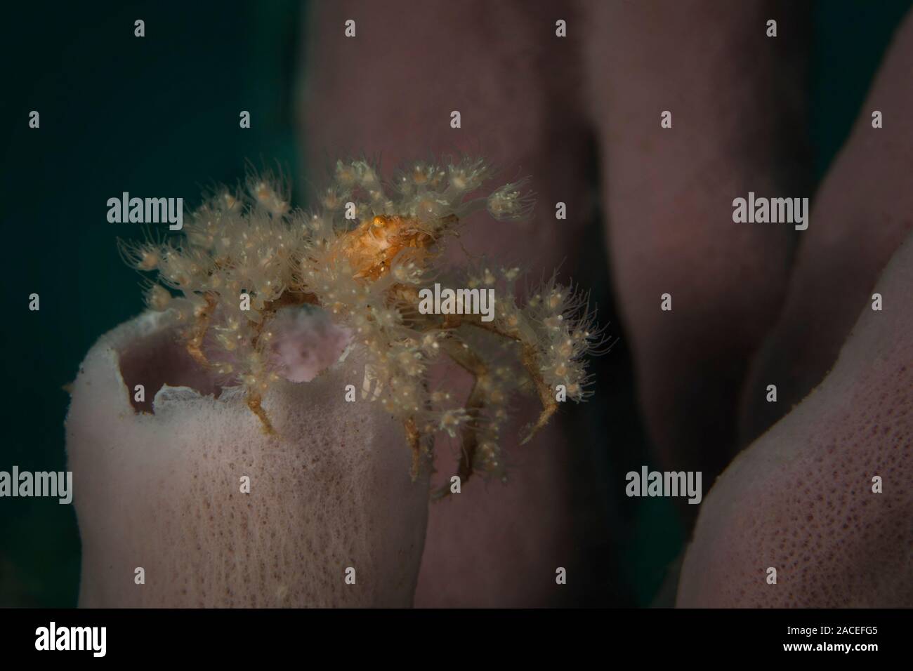 Spinosa grancevola (Achaeus spinosus). Subacqueo fotografia macro da Lembeh strait, Indonesia Foto Stock