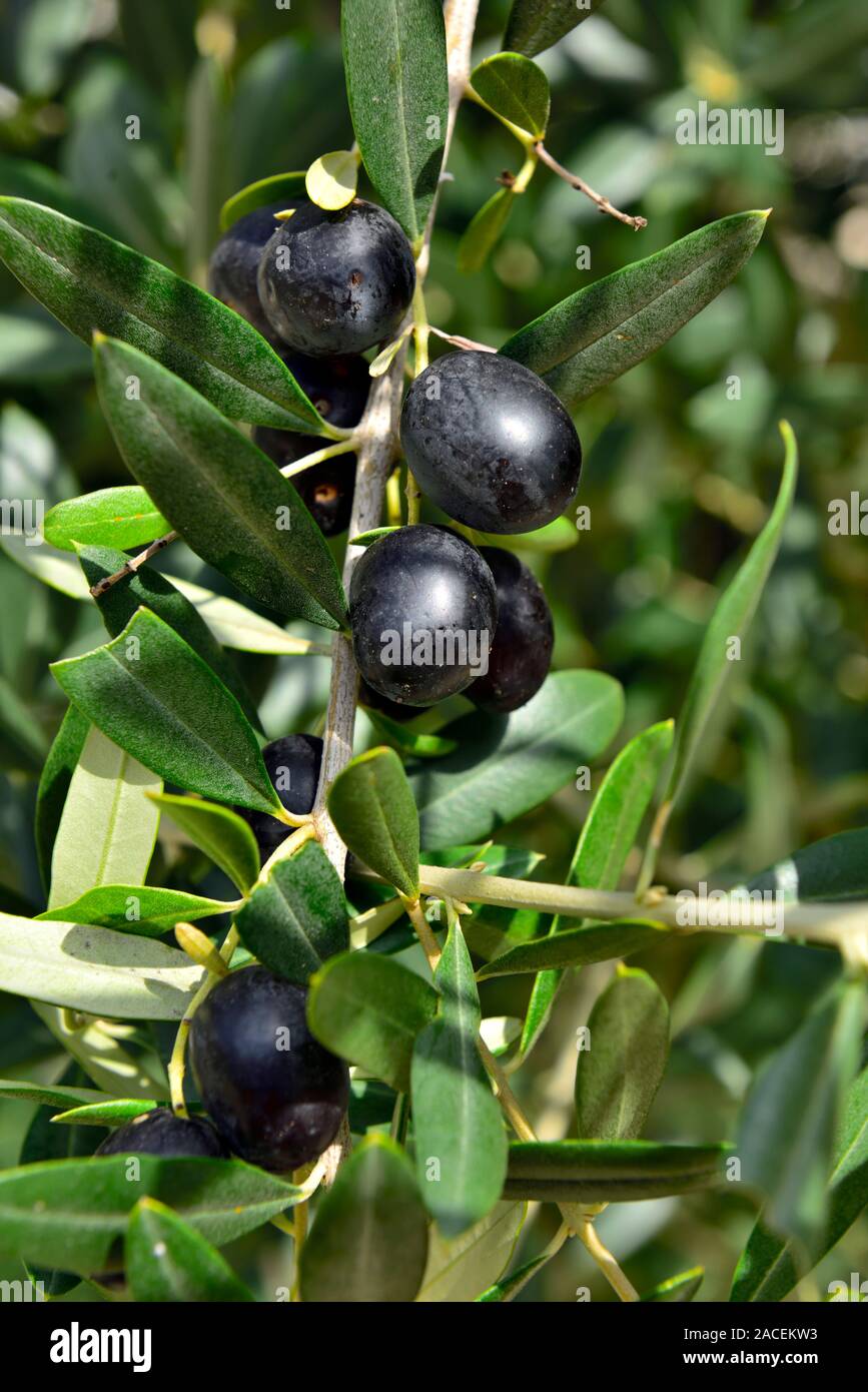 Close-up di olive nere su albero pronto per la raccolta che verranno  elaborati per estrarre olio, Istria, Croazia Foto stock - Alamy