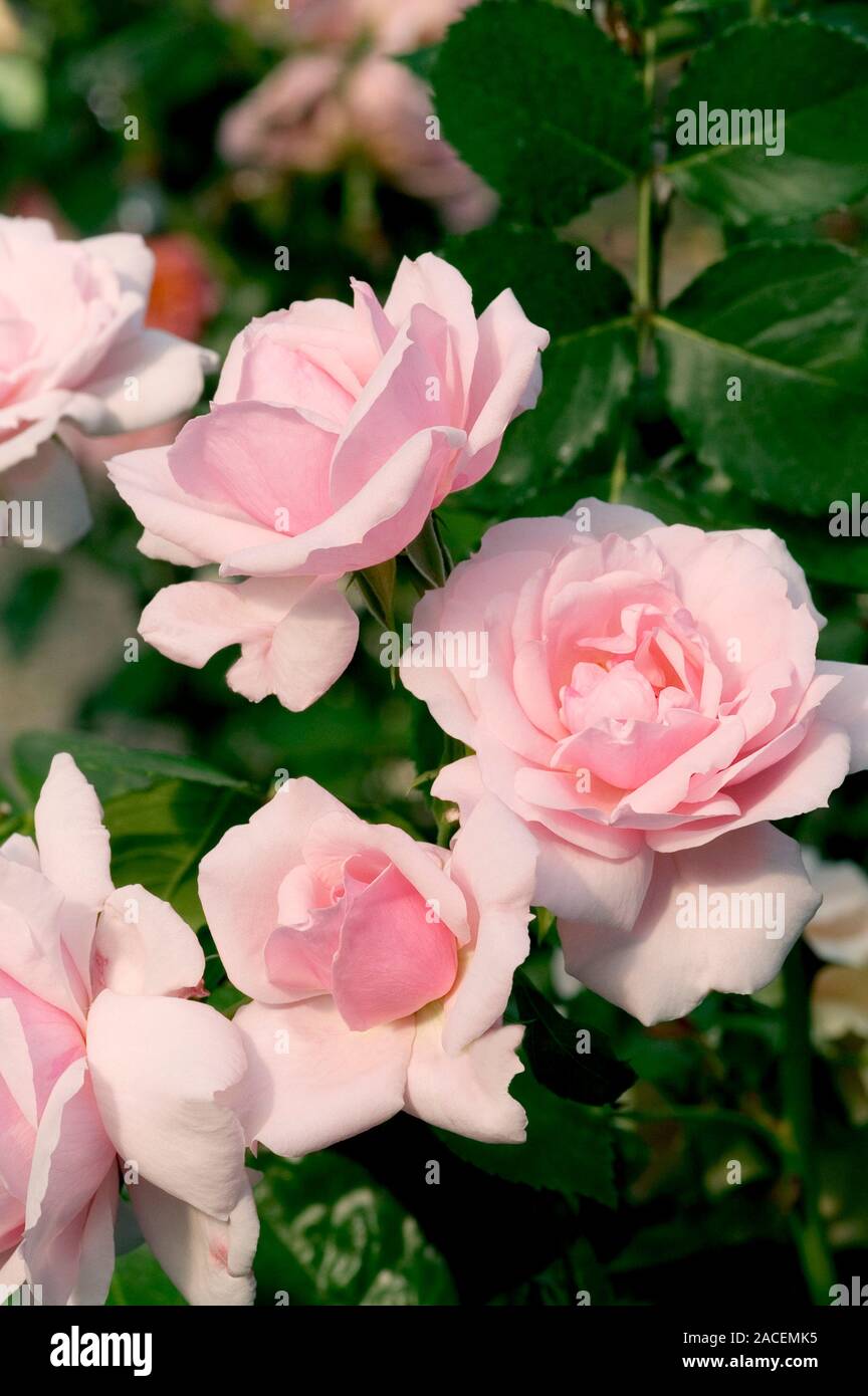 Rose Floribunda (Rosa 'Petit Trianon Foto stock - Alamy