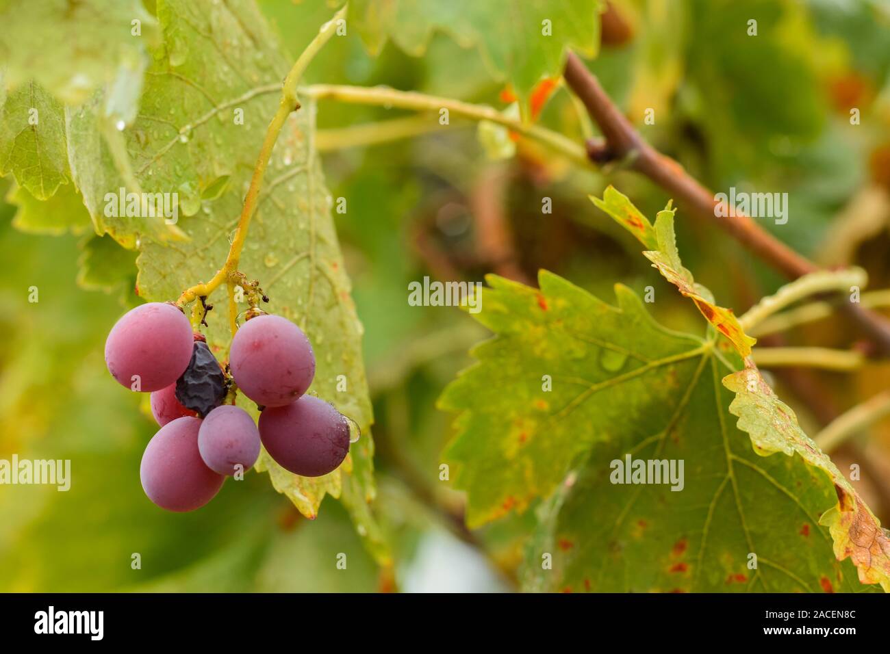 Dopo il raccolto, alcune uve rimangono sempre Foto Stock