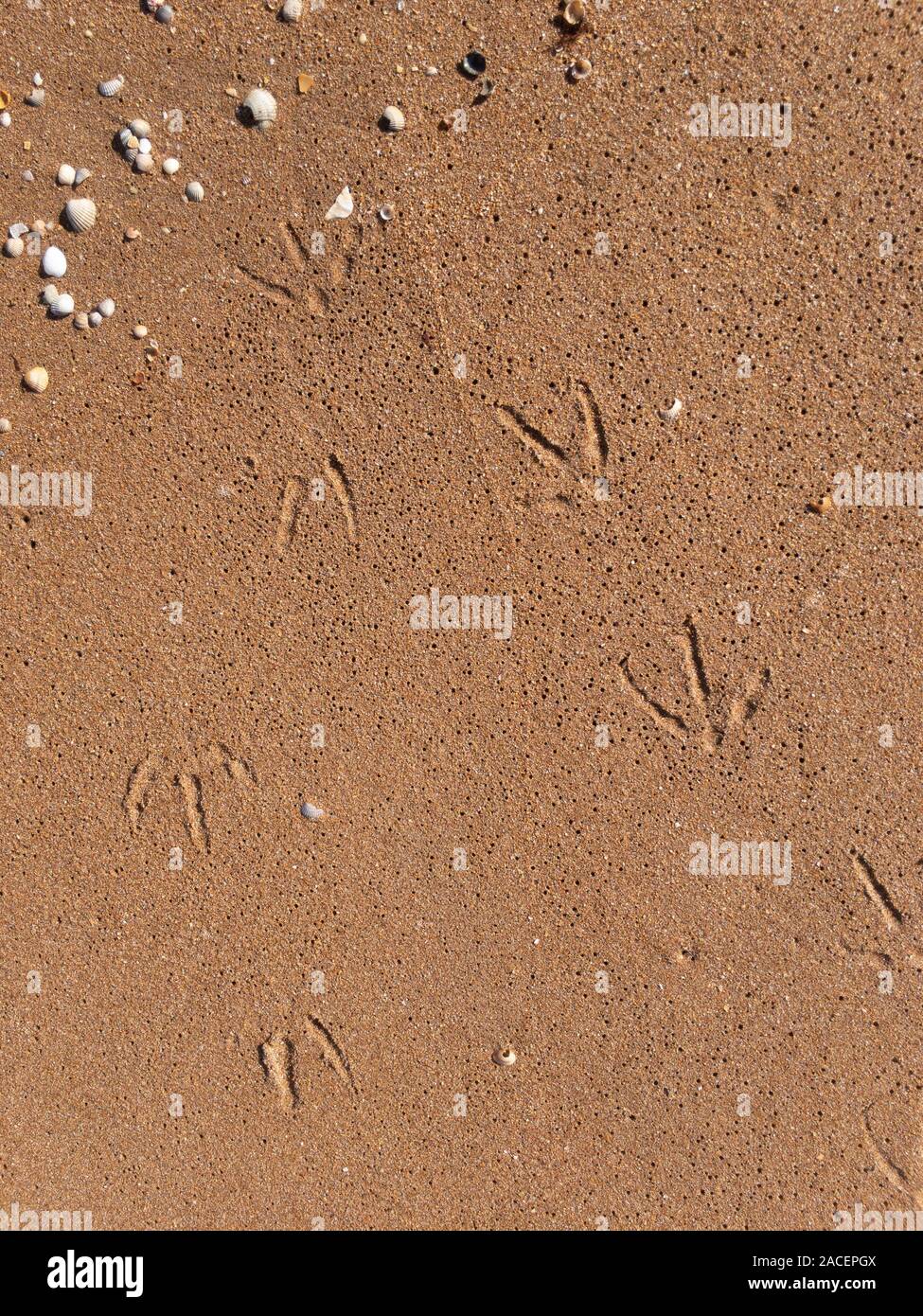 Concetto di vacanza. Sabbia bagnata con conchiglie e tracce di gabbiano texture overhed sfondo Foto Stock