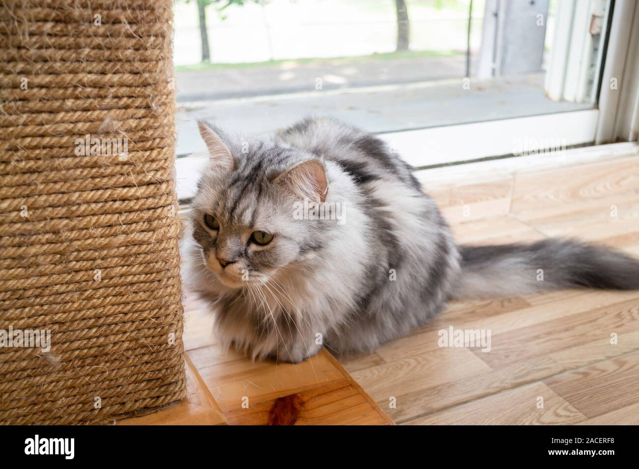 Il gatto domestico refrigerate in coffee shop, stock photo Foto Stock