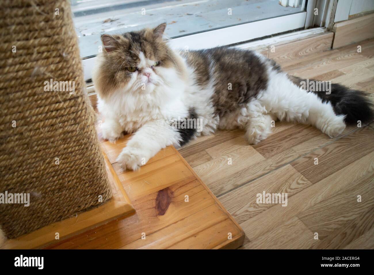 Il gatto domestico refrigerate in coffee shop, stock photo Foto Stock