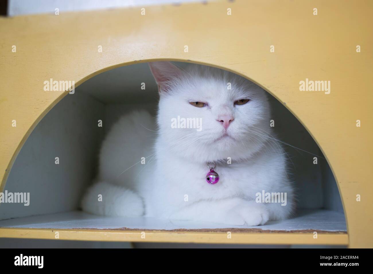 Il gatto domestico refrigerate in coffee shop, stock photo Foto Stock